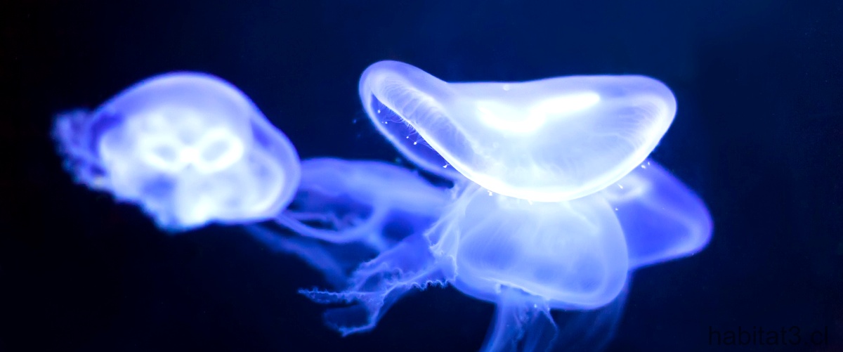 ¿Qué medusas son inofensivas?