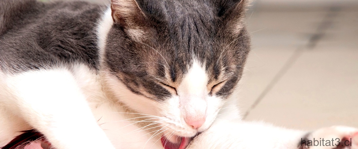 ¿Qué ocasiona la pancreatitis en un gato?