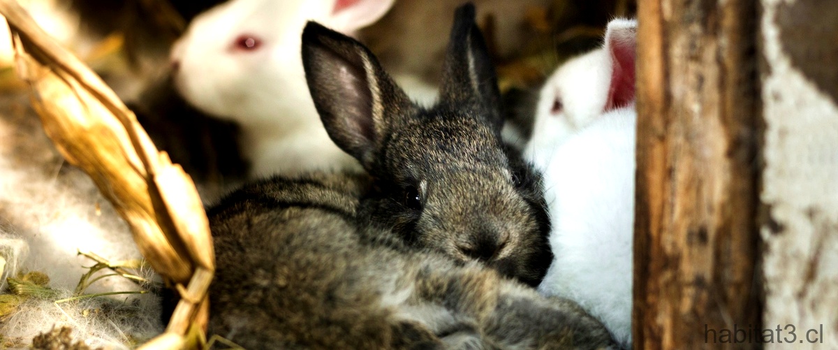 ¿Qué parásitos externos tienen los conejos?