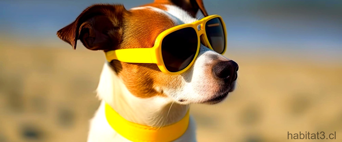 ¿Qué pasa si a un perro no le da el sol?