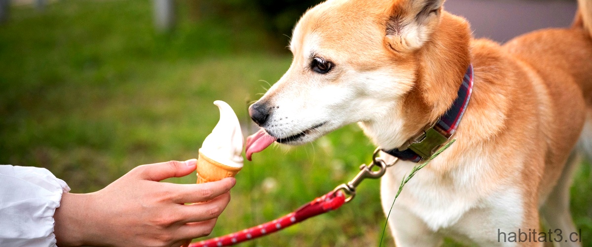 ¿Qué pasa si le doy un poquito de helado a mi perro?