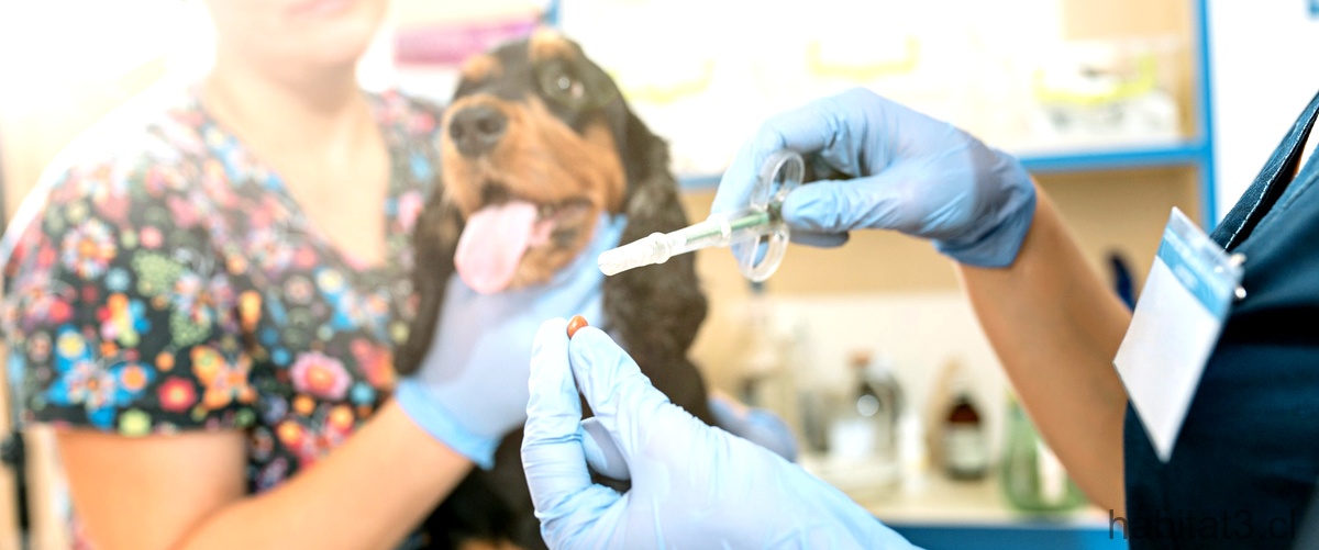 ¿Qué pasa si me atraso en la vacuna de mi perro adulto?