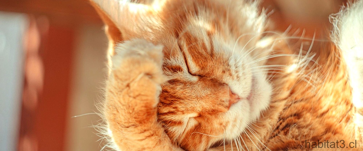 ¿Qué pasa si mi gato respira muy rápido mientras duerme?