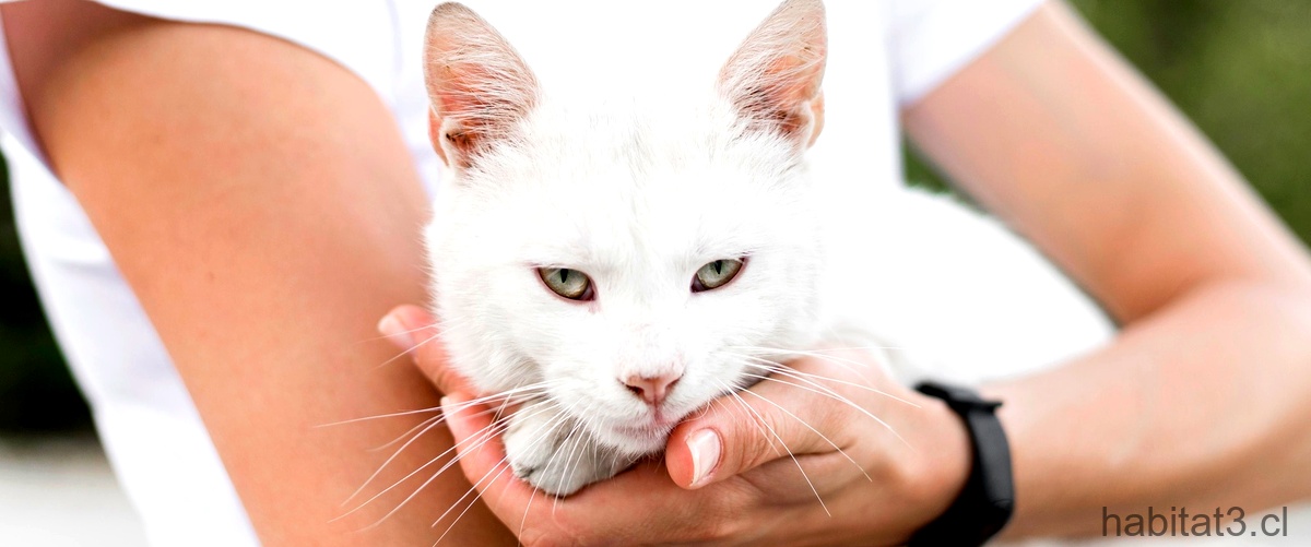 ¿Qué pasa si un gato tiene toxoplasmosis?