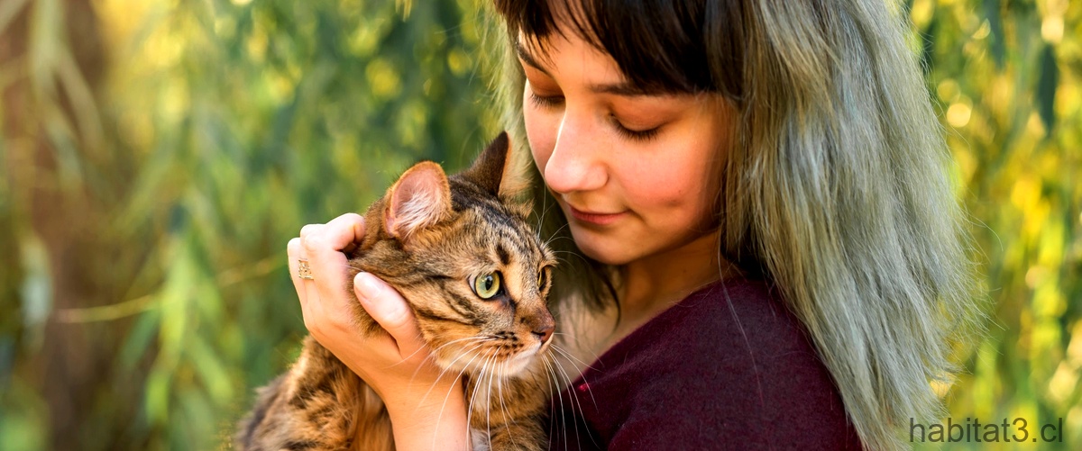 ¿Qué pasa si un gato tiene un soplo en el corazón?