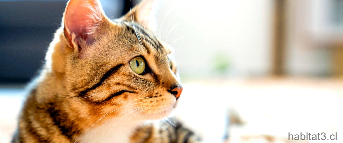 ¿Qué pasa si un gato tiene una herida en la nariz?