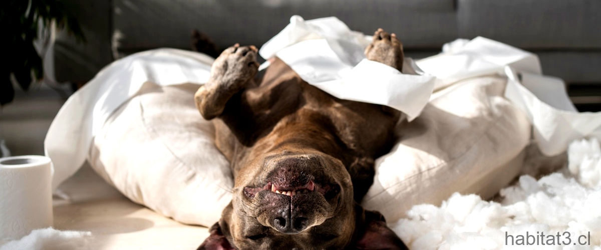¿Qué pasa si un perro come servilletas de papel?