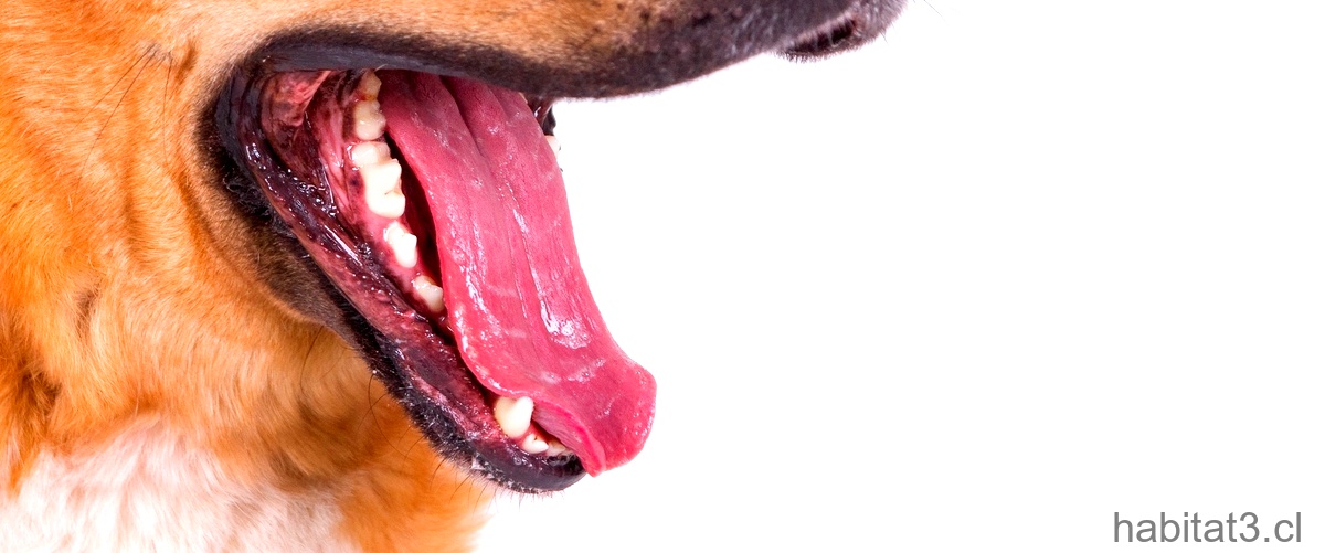 ¿Qué pasa si un perro tiene la boca seca?