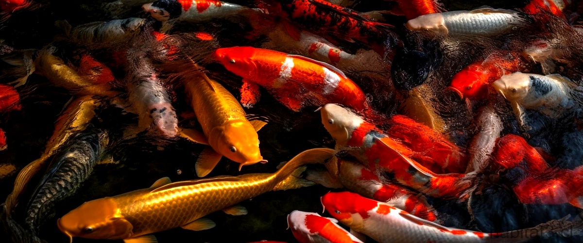 ¿Qué peces viven más tiempo en una pecera?