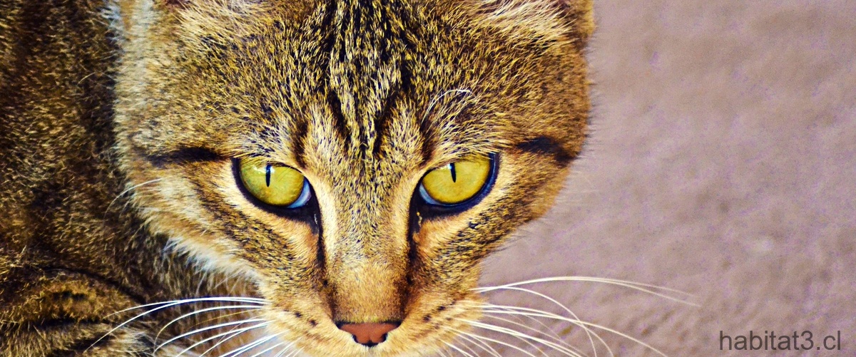¿Qué se le puede dar a un gato para la alergia?