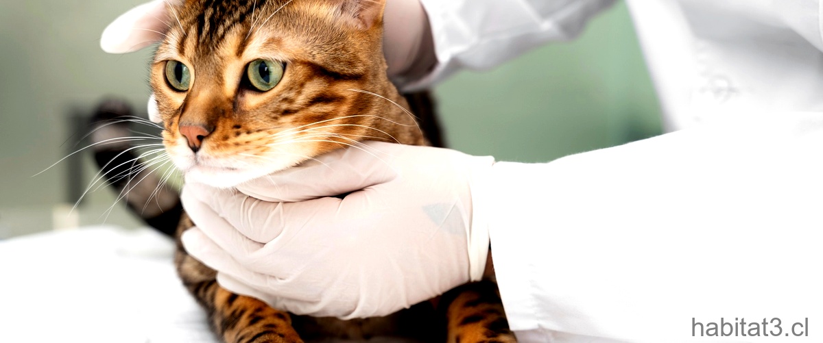 ¿Qué se le puede dar a un gato que tiene gastroenteritis?
