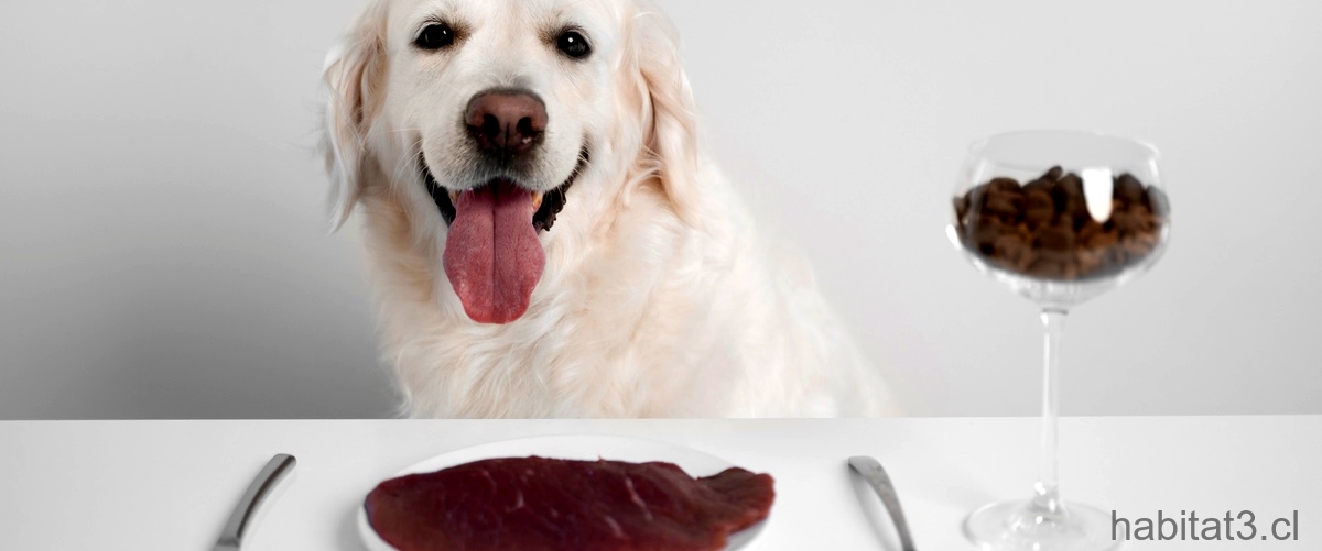 ¿Qué se le puede dar de comer a un perro sin dientes?