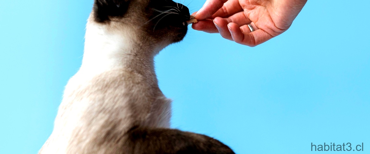 ¿Qué se le puede poner a un gatito para eliminar las pulgas?
