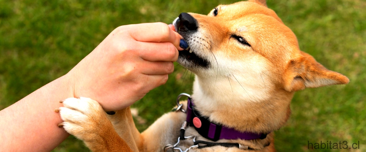 ¿Qué se les puede dar a los perros para cuidar sus dientes?