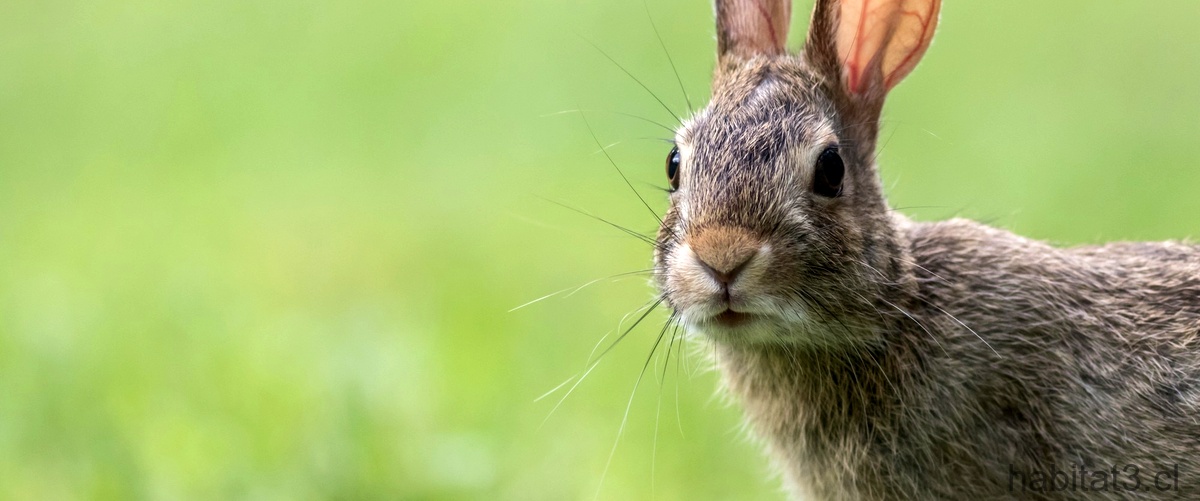 ¿Qué se puede hacer con las heces del conejo?