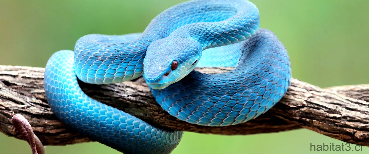 ¿Qué serpiente es legal en España?