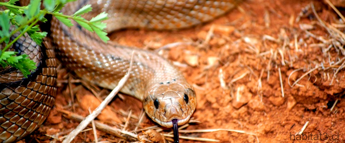 ¿Qué serpientes no son venenosas?