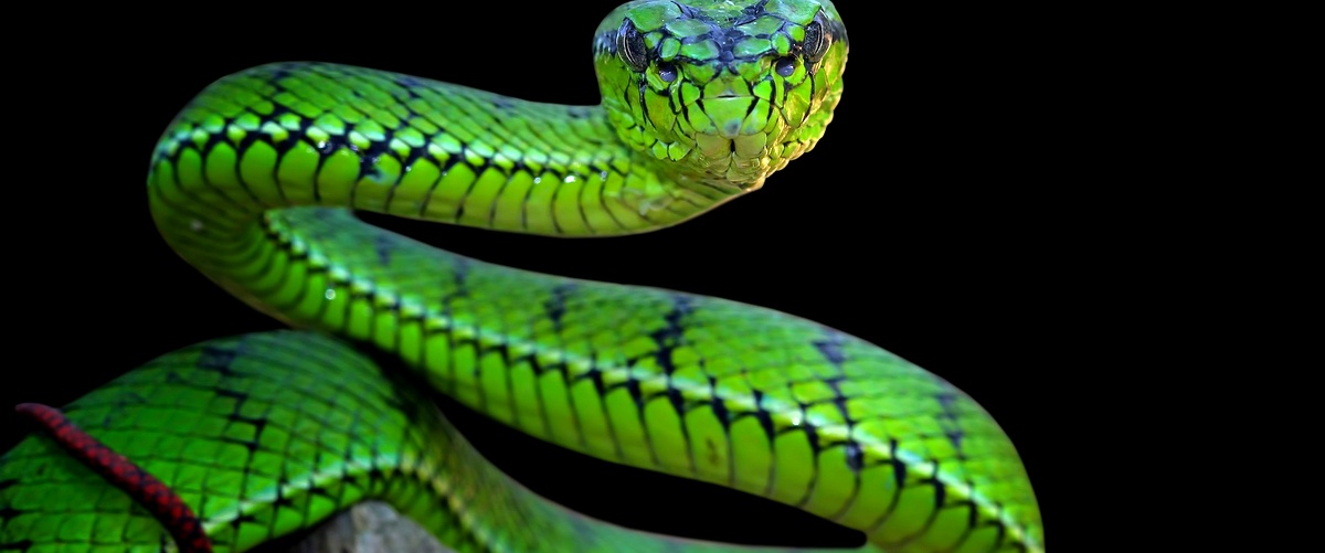 ¿Qué serpientes son inofensivas?
