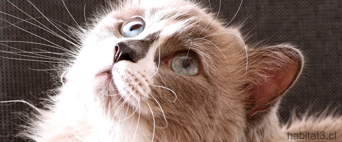 ¿Qué significa la expresión lengua de gato?