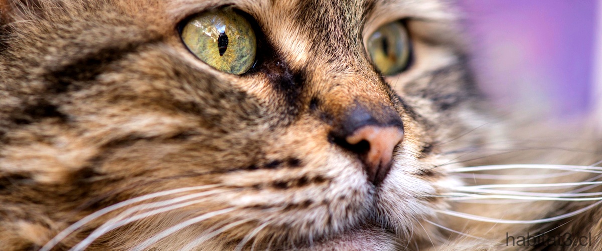 ¿Qué significa la forma de la pupila de los gatos?