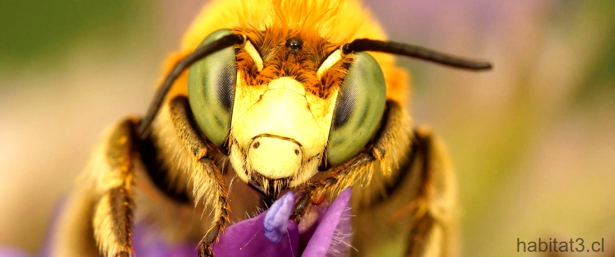 ¿Qué significa la visita de un abejorro negro?
