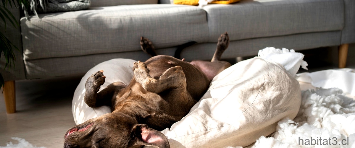 ¿Qué significa que un perro rasque la cama?