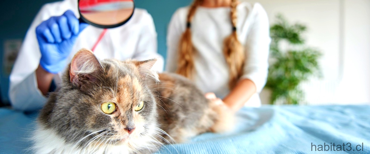 ¿Qué significa sedar a un gato?