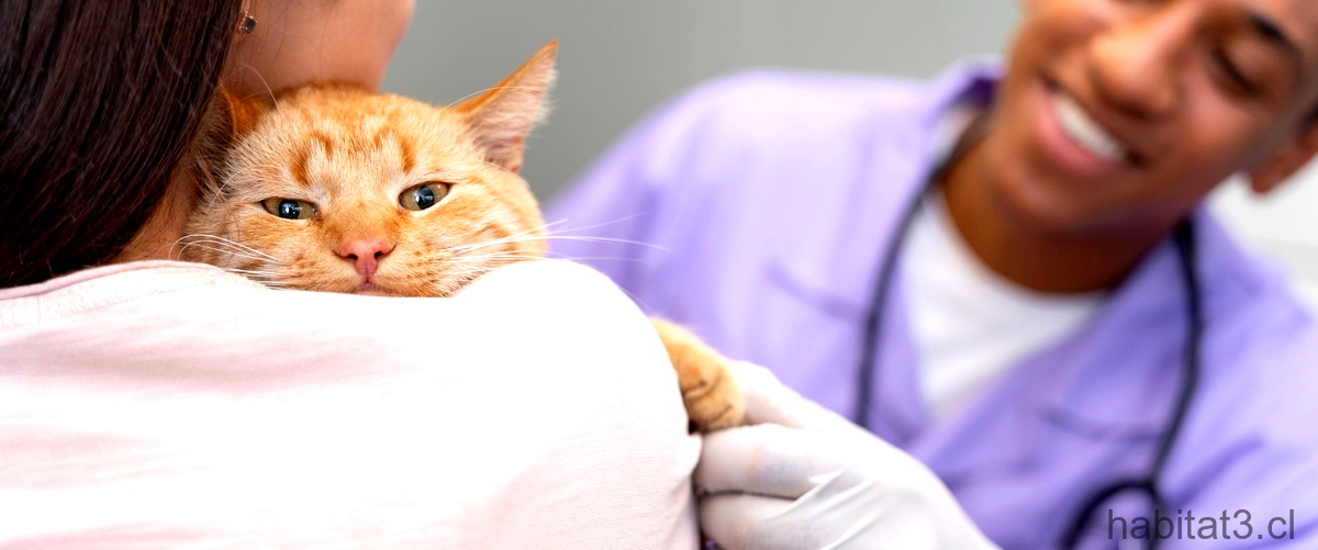 ¿Qué sucede si no vacuno a mi gato contra la rabia?