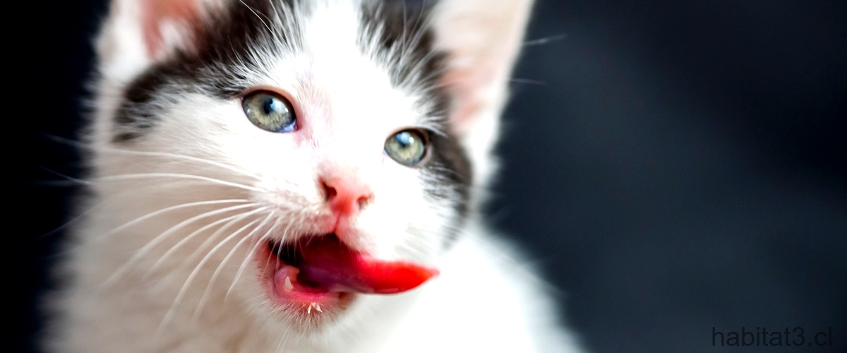 ¿Qué tan limpia es la lengua de los gatos?