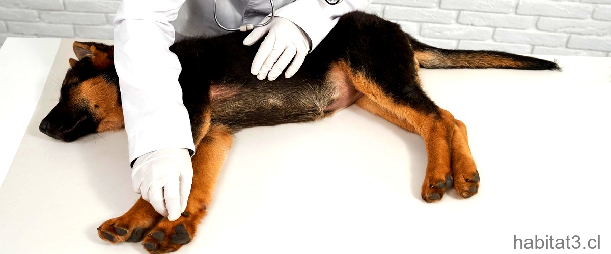 ¿Qué tan mortal es la gastroenteritis en perros?