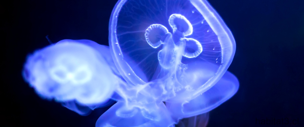 ¿Qué tipo de animal es una medusa?