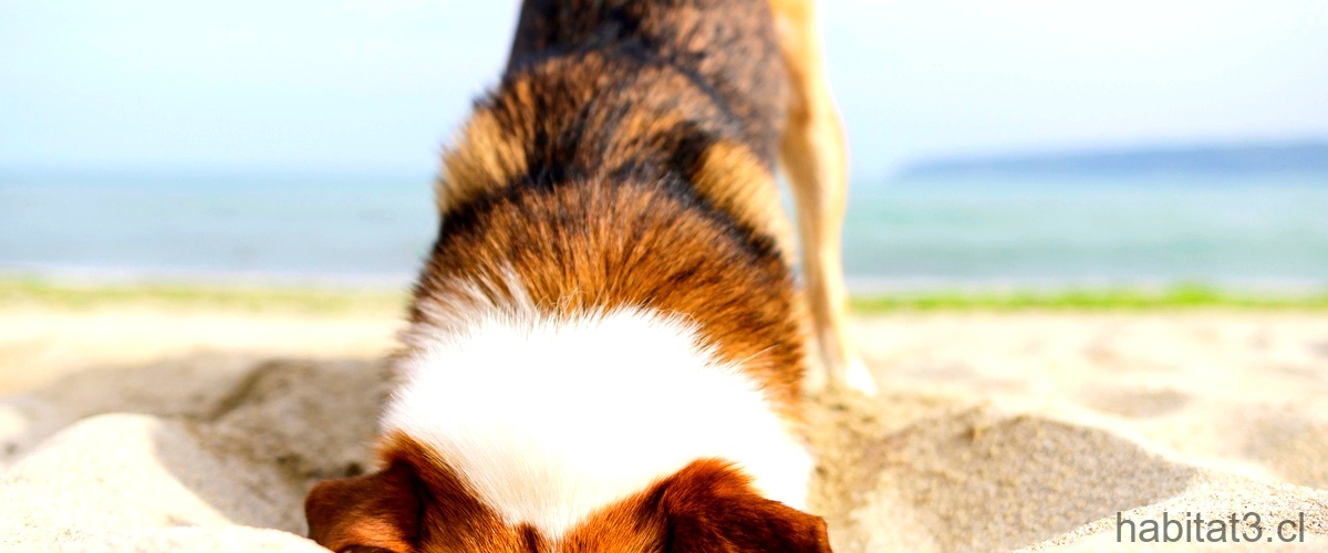 ¿Qué tipo de antiinflamatorio se le puede dar a un perro?