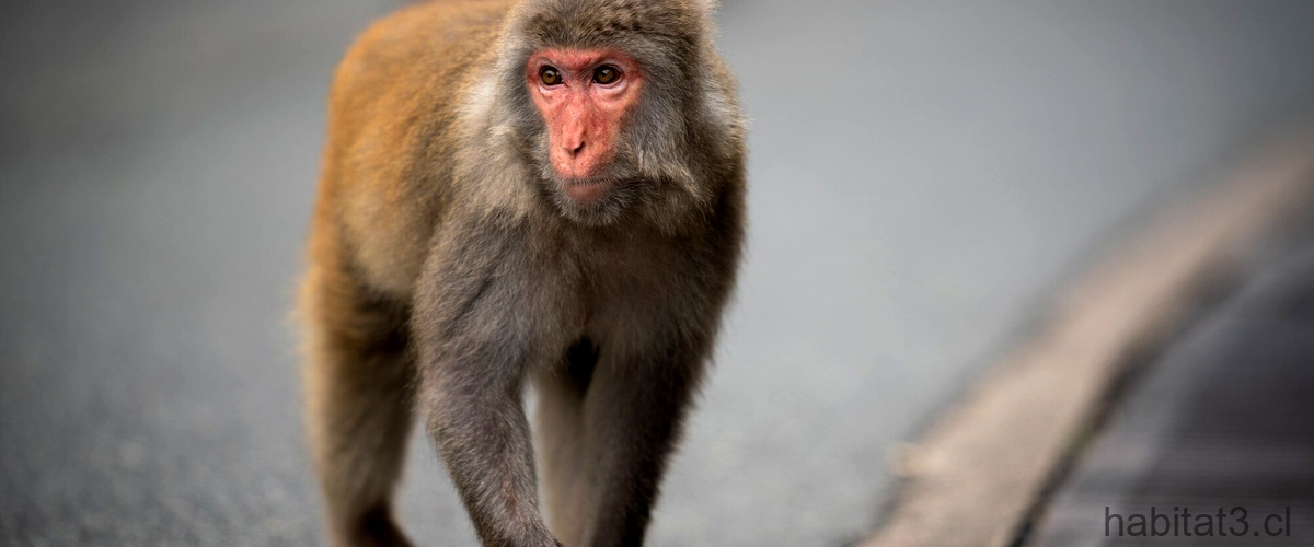 ¿Qué tipo de mono es el mono?