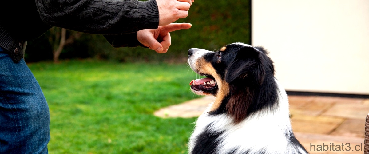 Residencia Canina Rabassada Sant Cugat del Vallès: ¡Tu perro se sentirá como en casa!