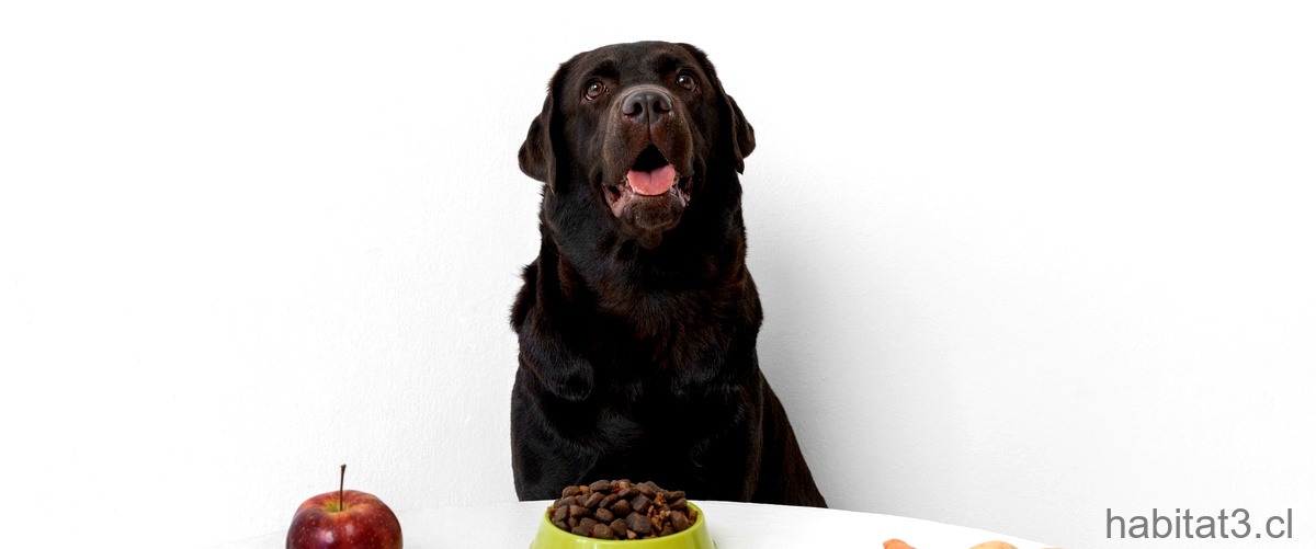Señales de hambre en perros: ¿Cómo saber si tu mascota necesita comer?