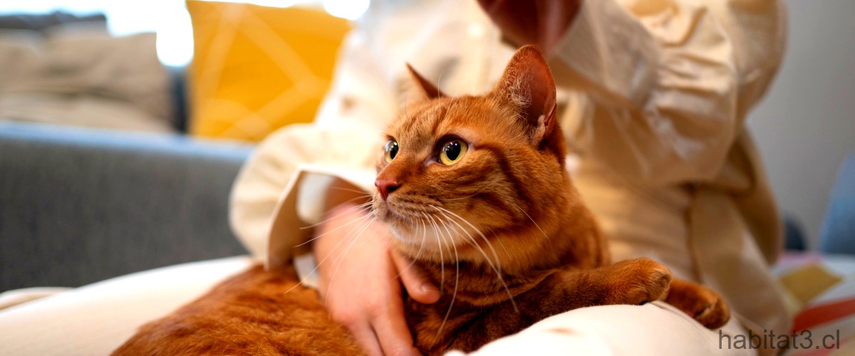 Servicio de peluquería felina a domicilio: Tu gato siempre en las mejores manos