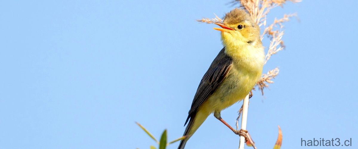 Tratamientos para aves con problemas en su pico: