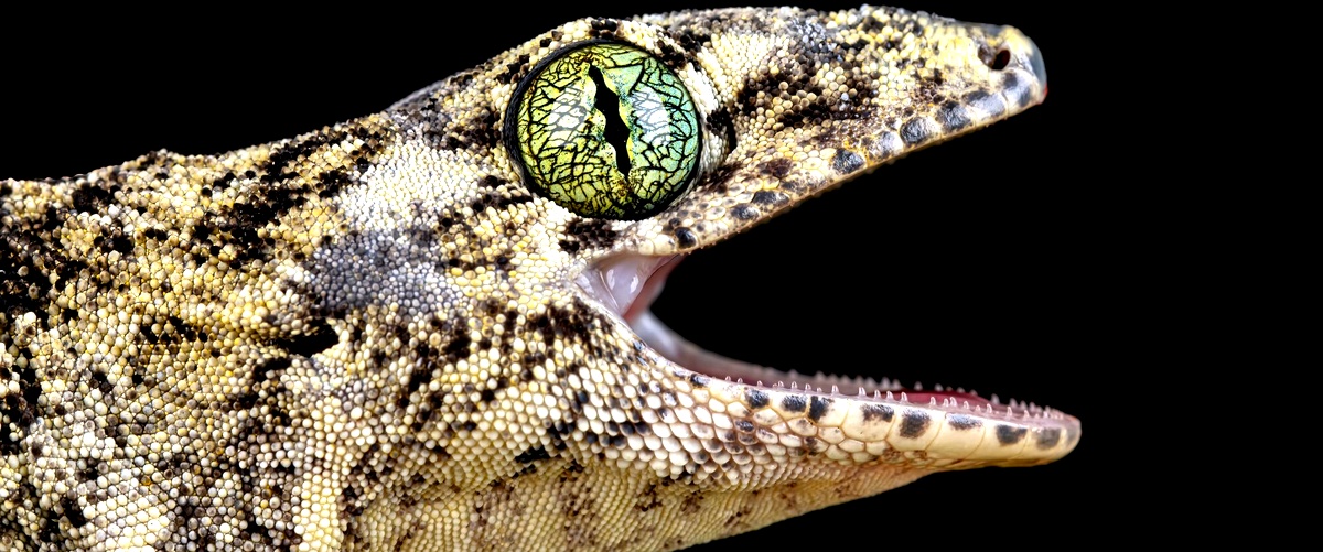 Un reptil enigmático: el díctido, un lagarto poco común