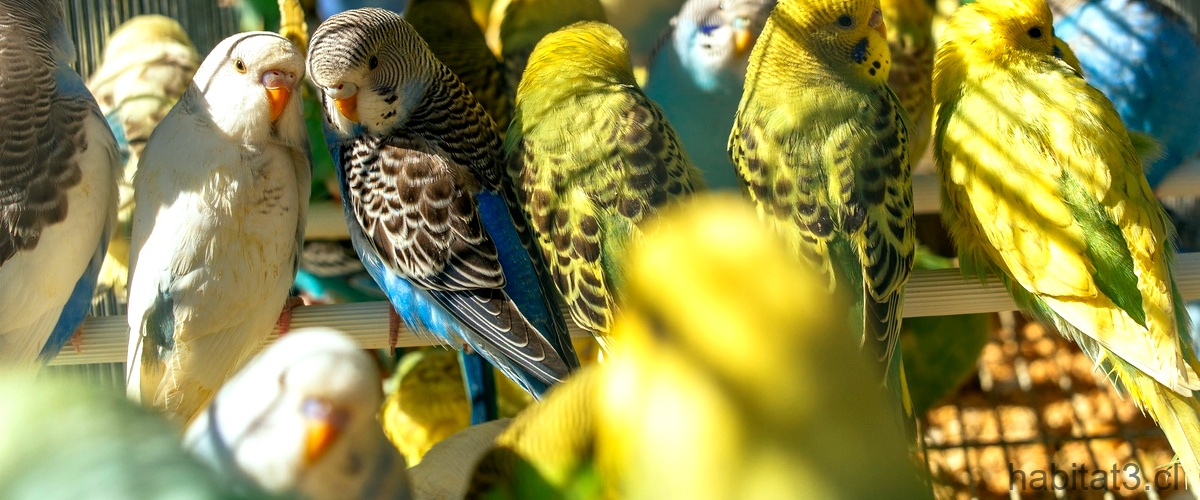 Venta de ninfas particulares: variedad de pájaros a tu disposición